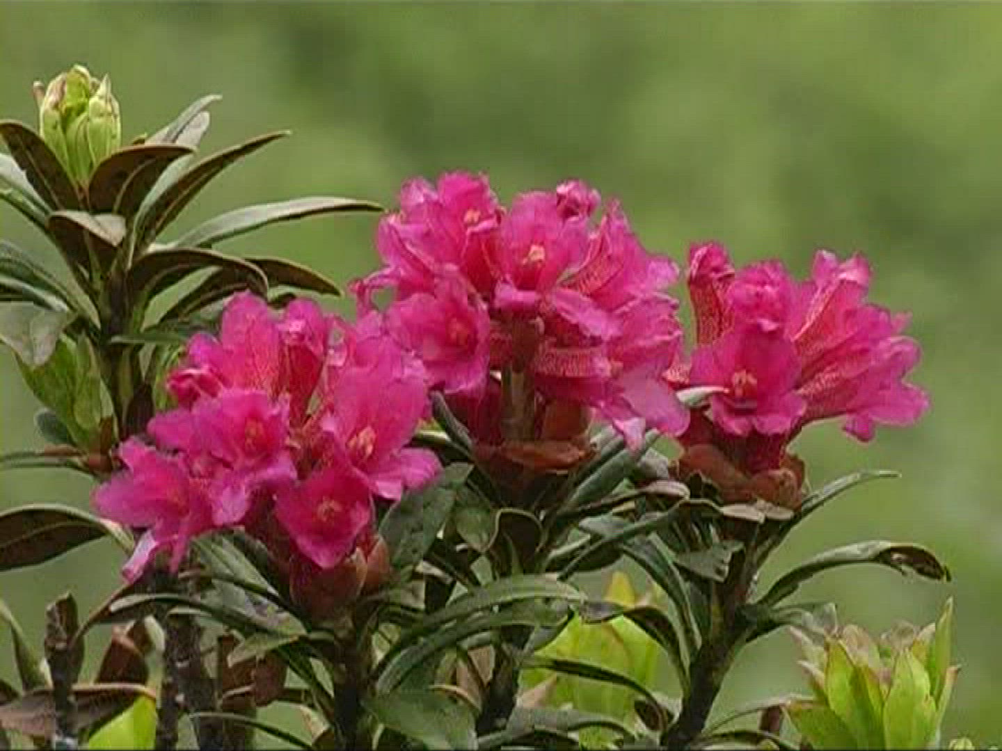 623603232 / Alpine Rose / Alps / Switzerland