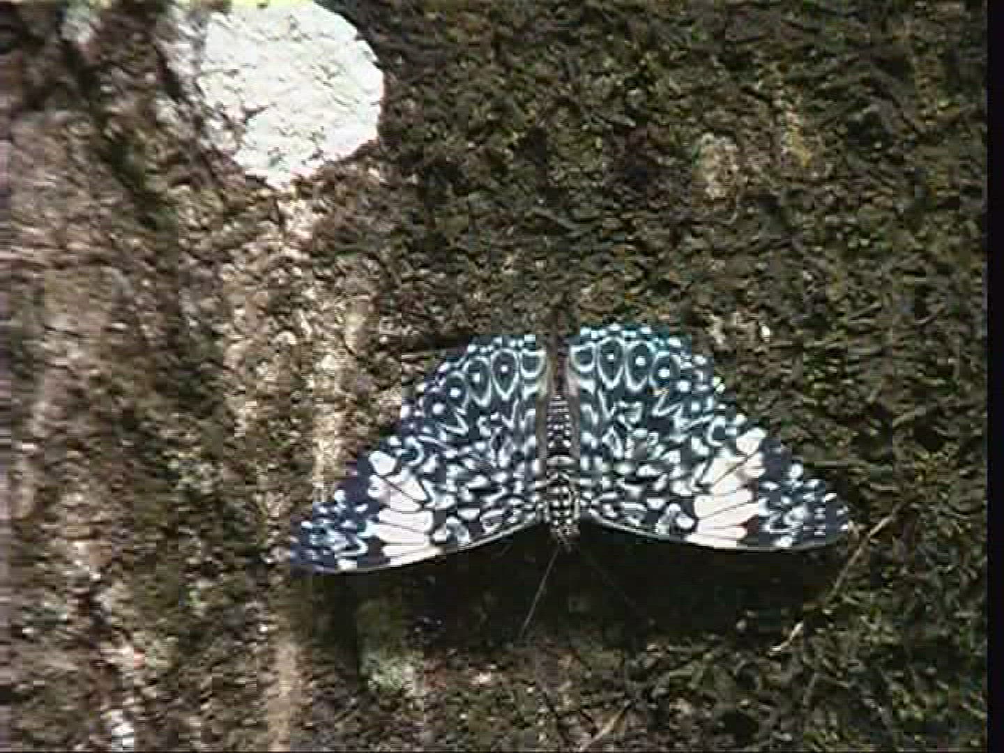 753338374 / Butterfly / Costa Rica