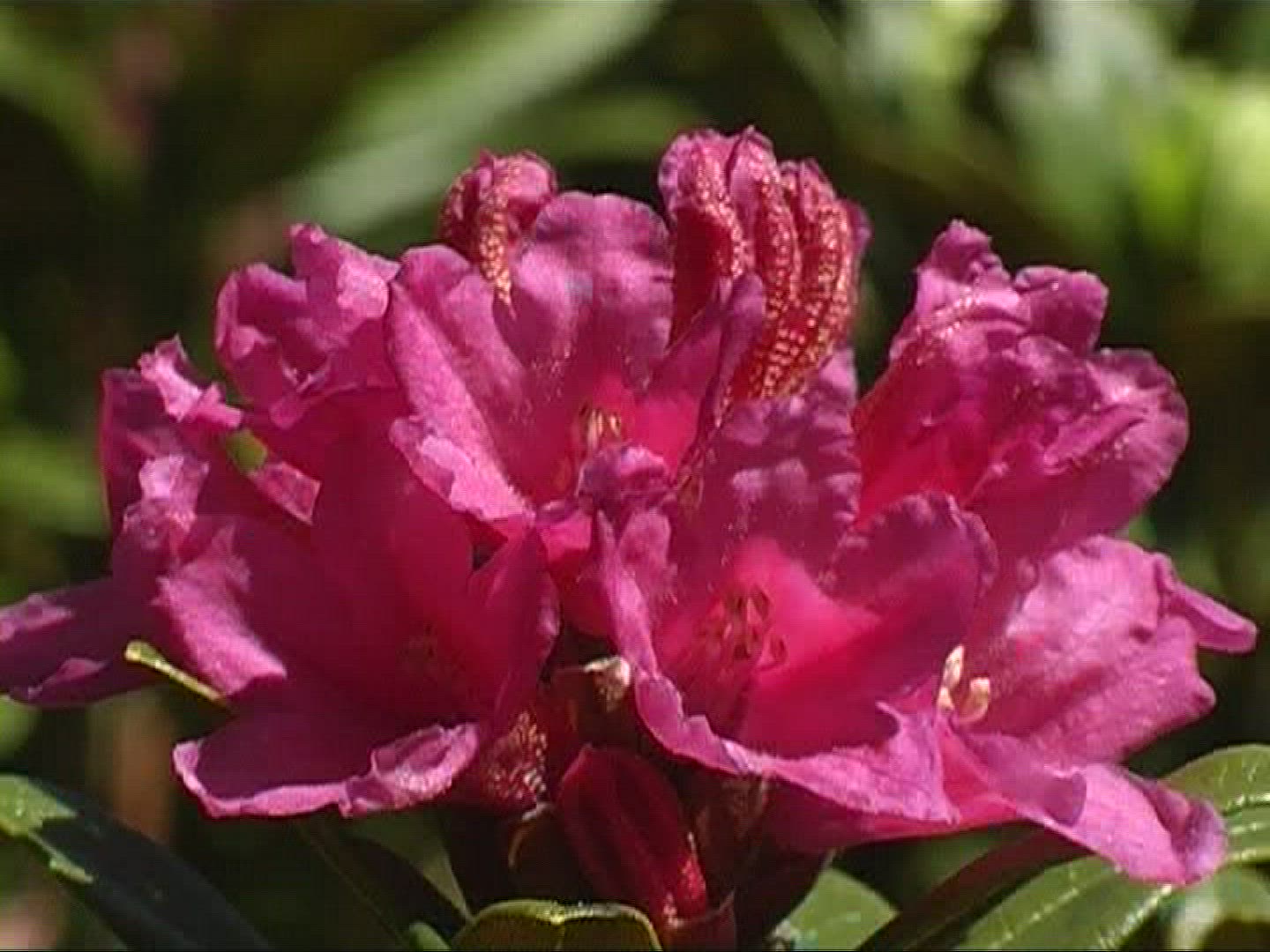 413588017 / Alpine Rose / Alps / Switzerland