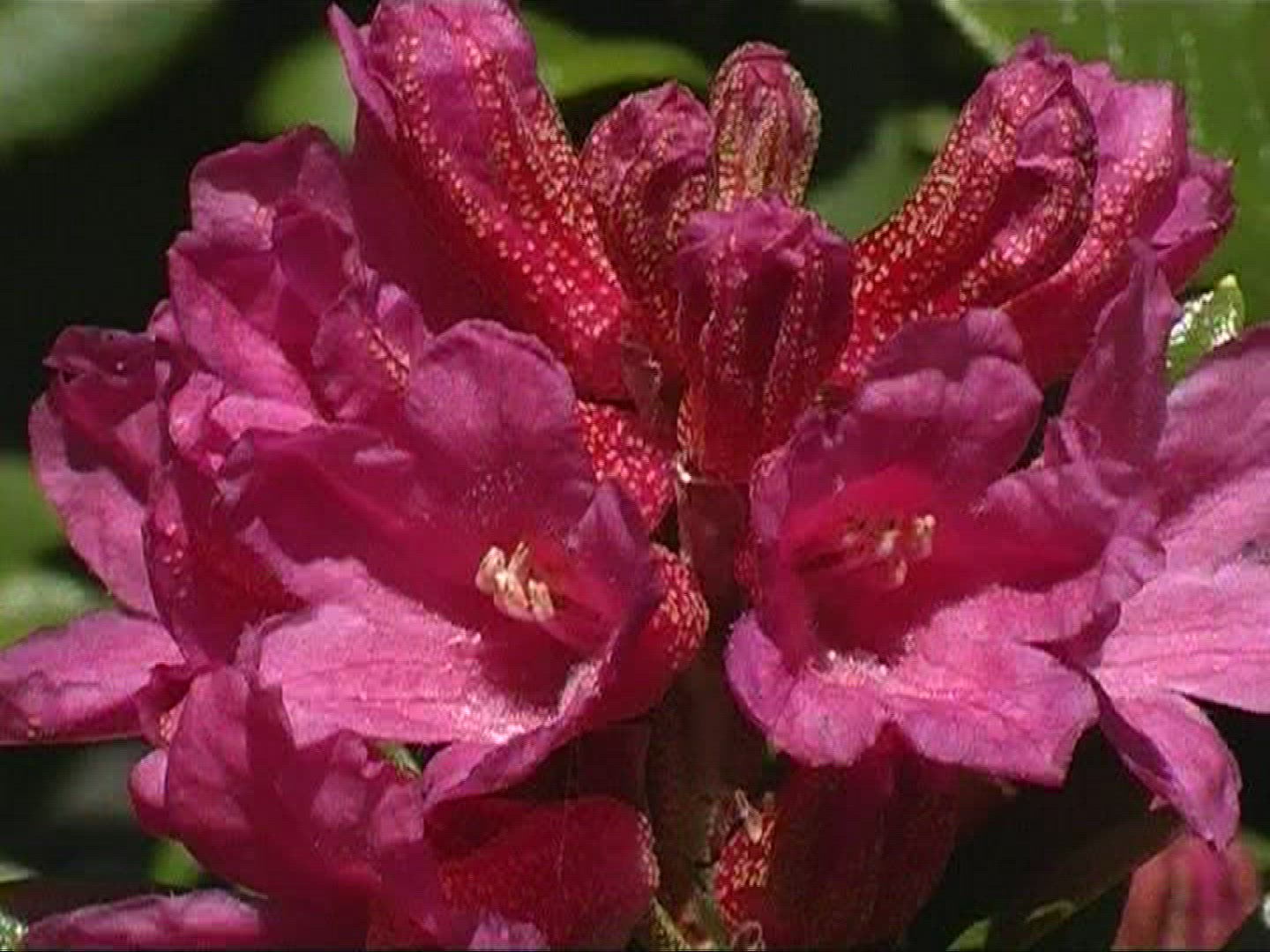 728526148 / Alpine Rose / Alps / Switzerland