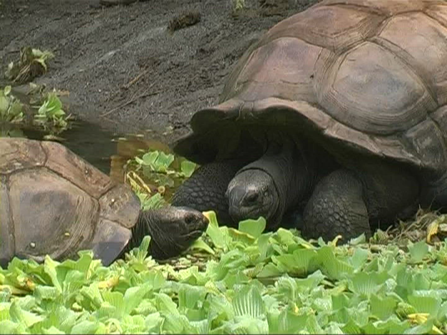 876755310 / Aldabra Giant Tortoise / Eating
