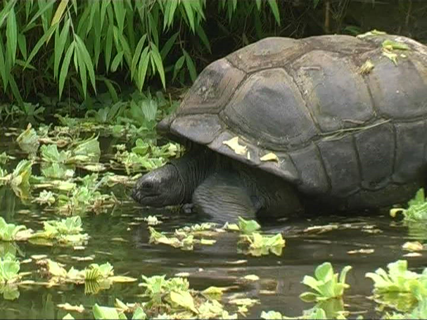 842666580 / Aldabra Giant Tortoise / Eating