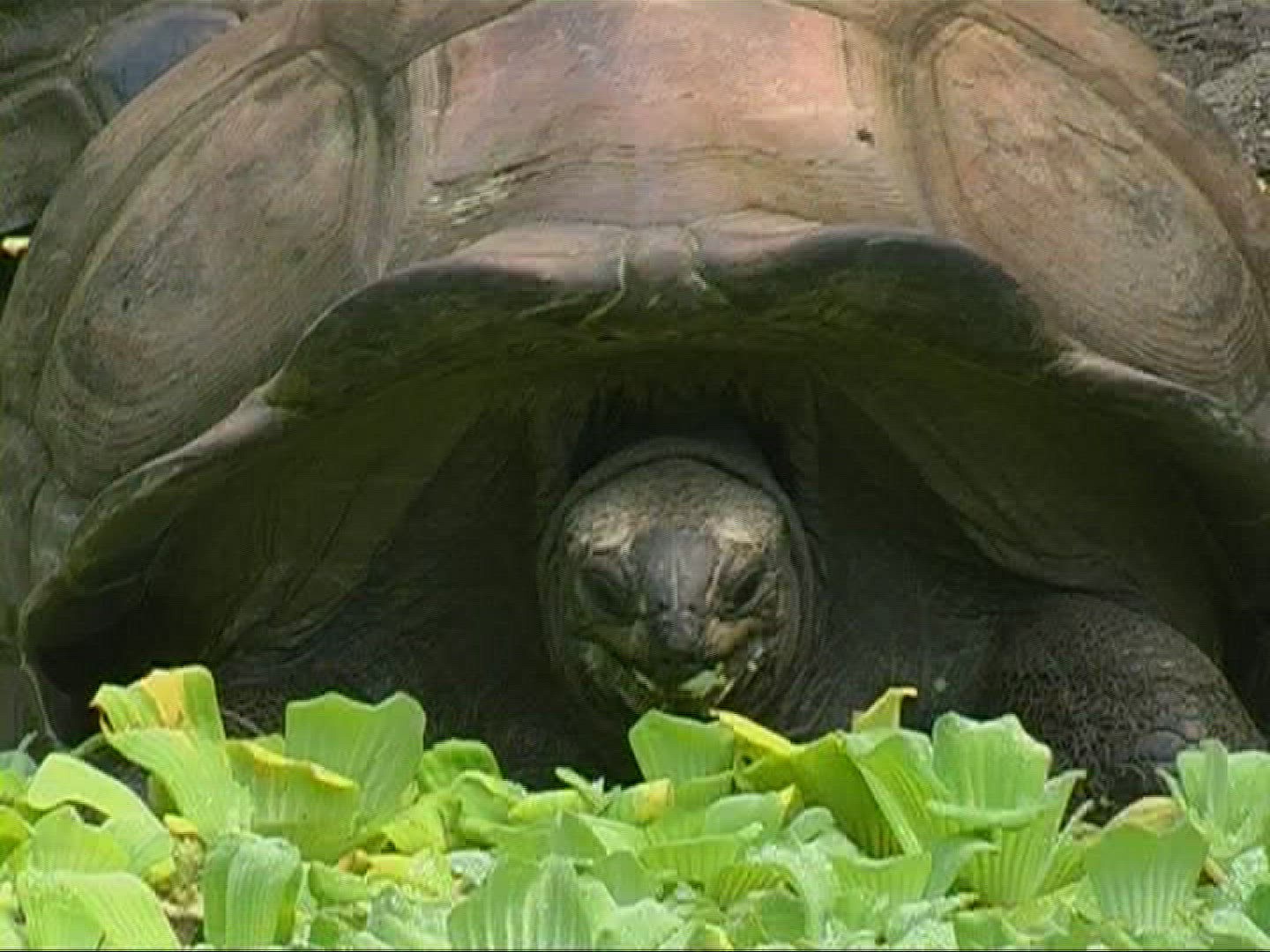 665223109 / Aldabra Giant Tortoise / Eating