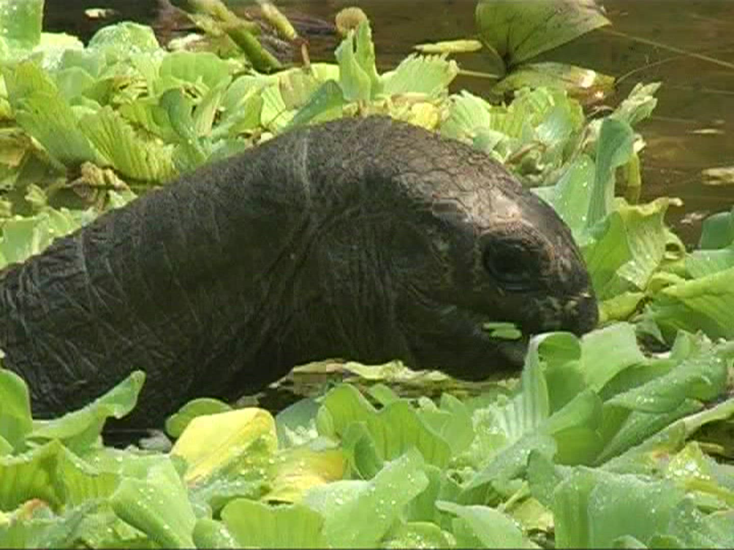 577204009 / Aldabra Giant Tortoise / Eating