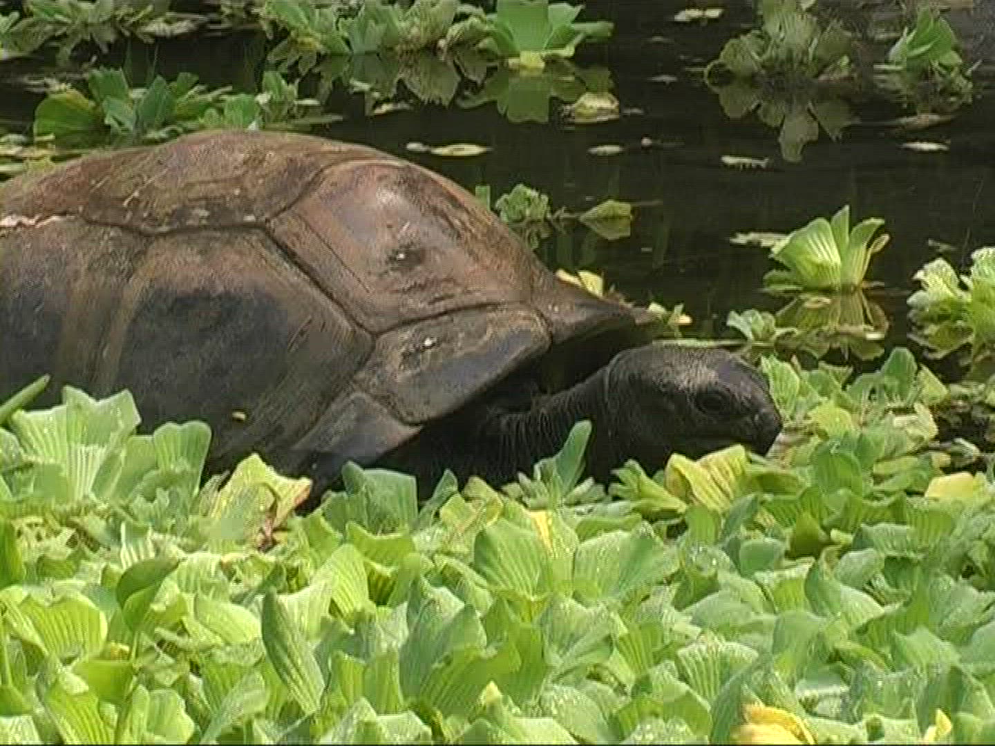 686340314 / Aldabra Giant Tortoise / Eating