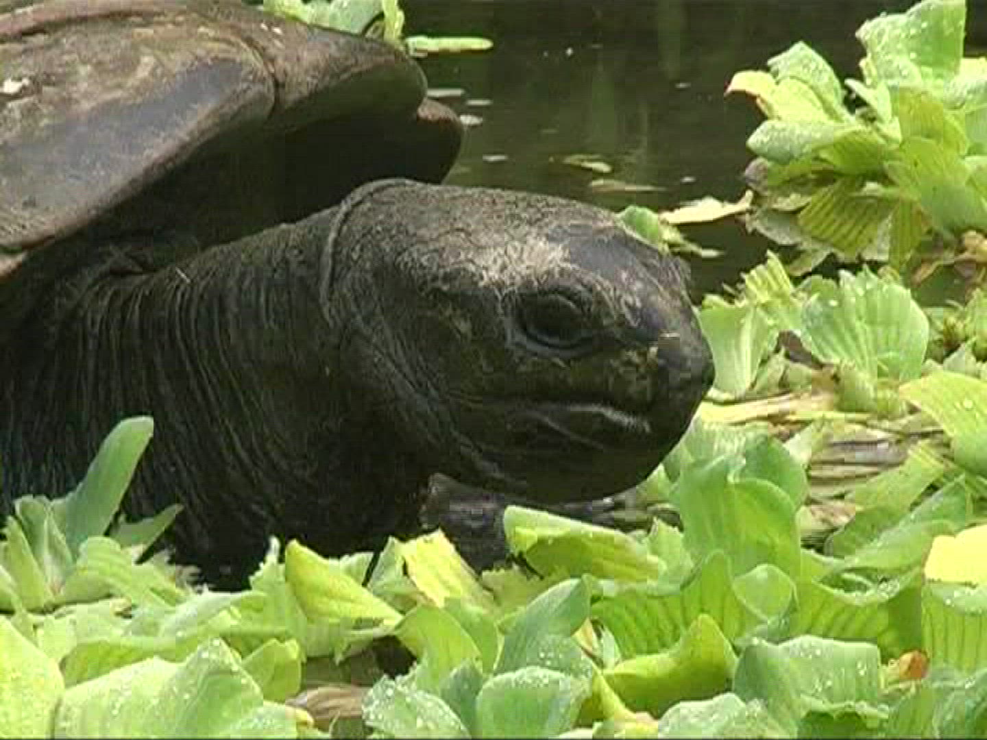 999119681 / Aldabra Giant Tortoise / Eating
