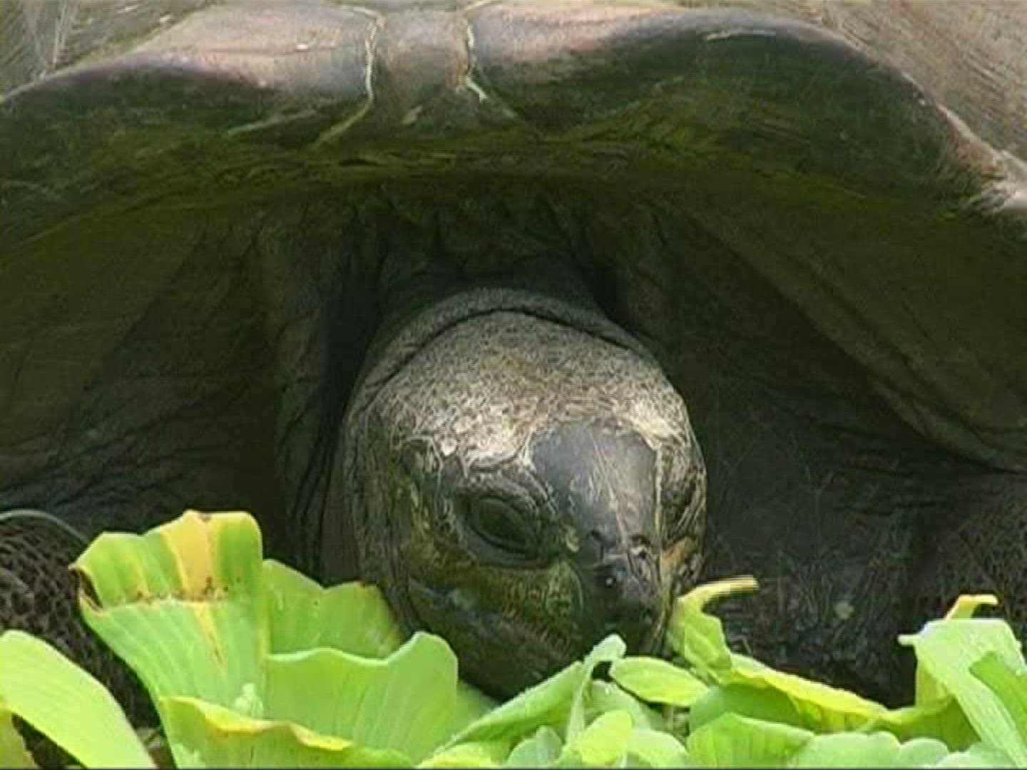 964589985 / Aldabra Giant Tortoise / Eating
