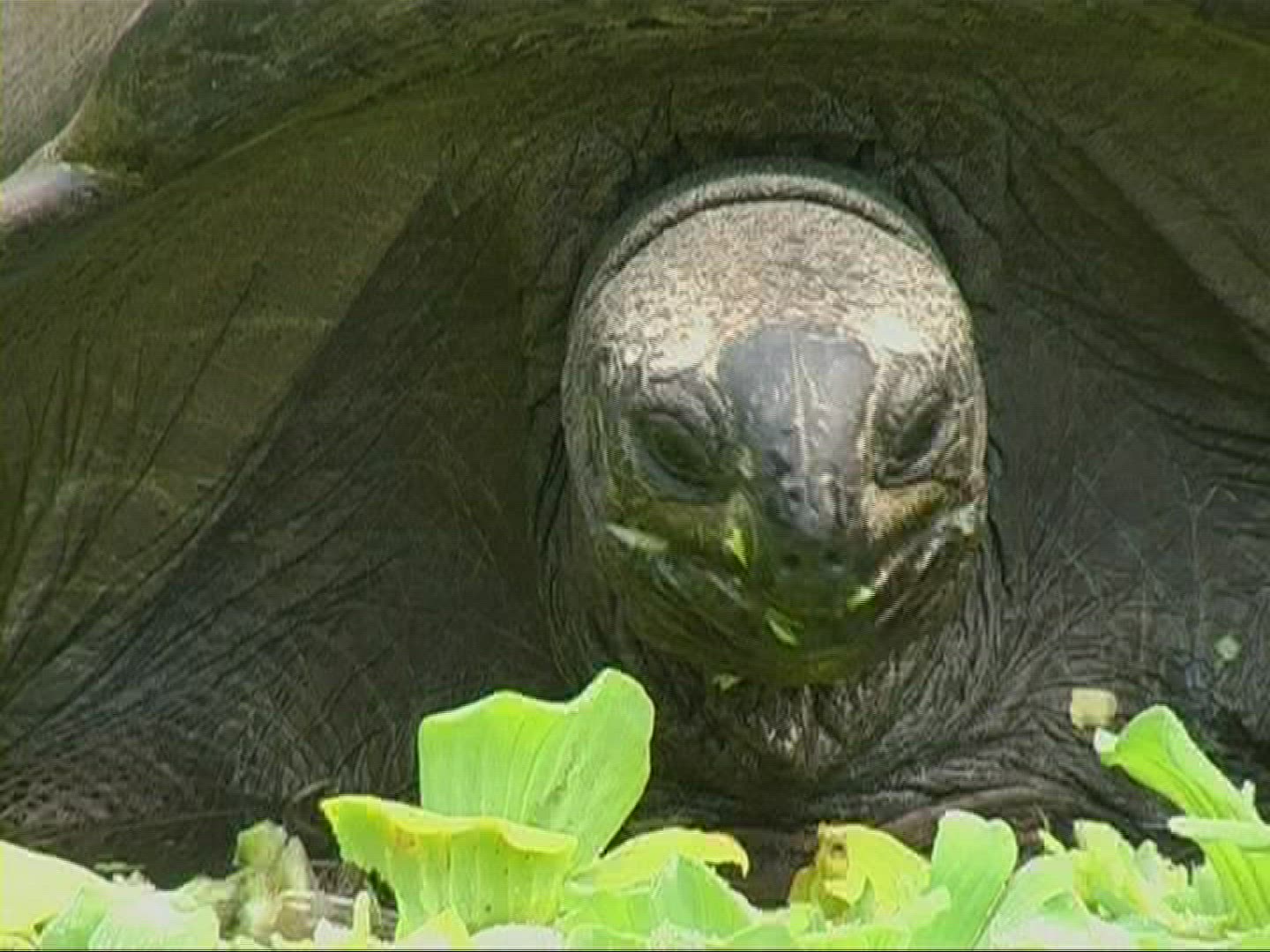 220252530 / Aldabra Giant Tortoise / Eating