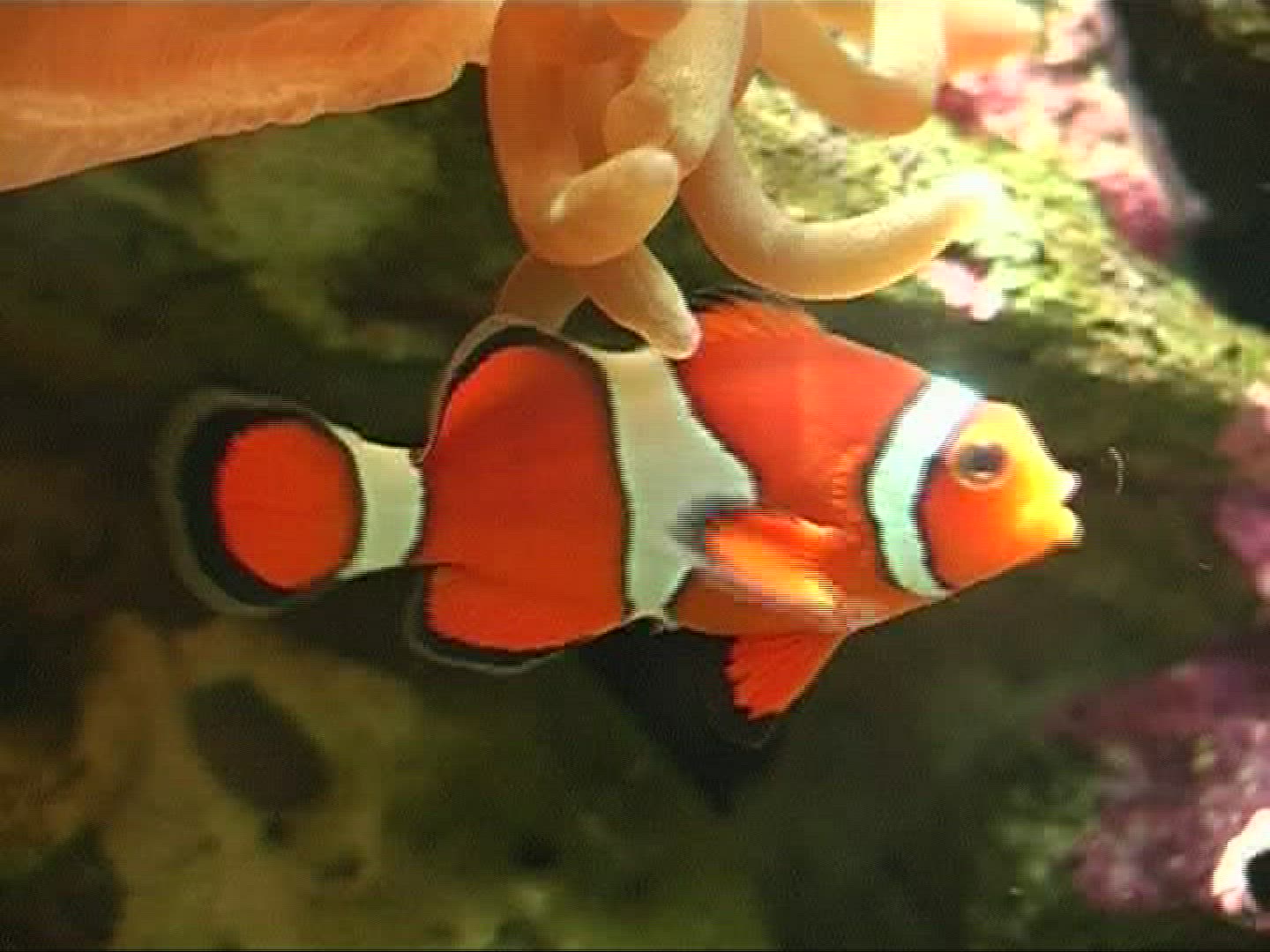 457113144 / Amphiprioninae / Aquarium