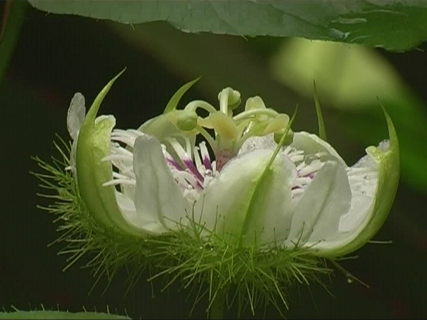 515848874 / Passion Flower / Switzerland