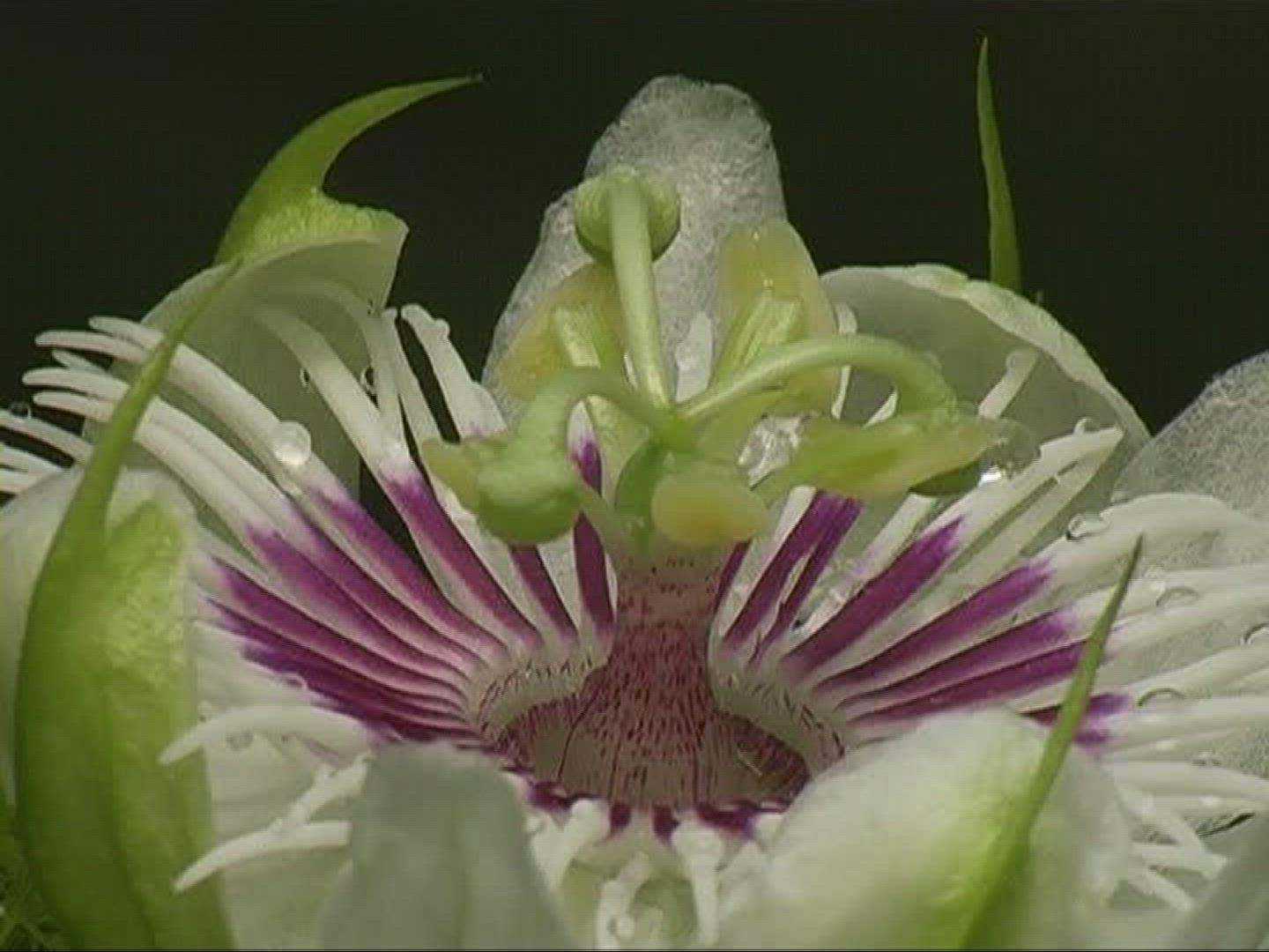 467809469 / Passion Flower / Switzerland