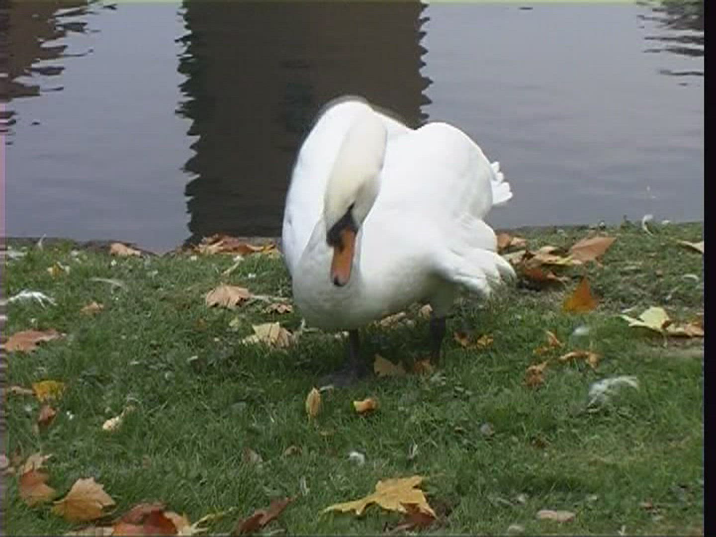 965931249 / Mute Swan / Nest-building / Germany