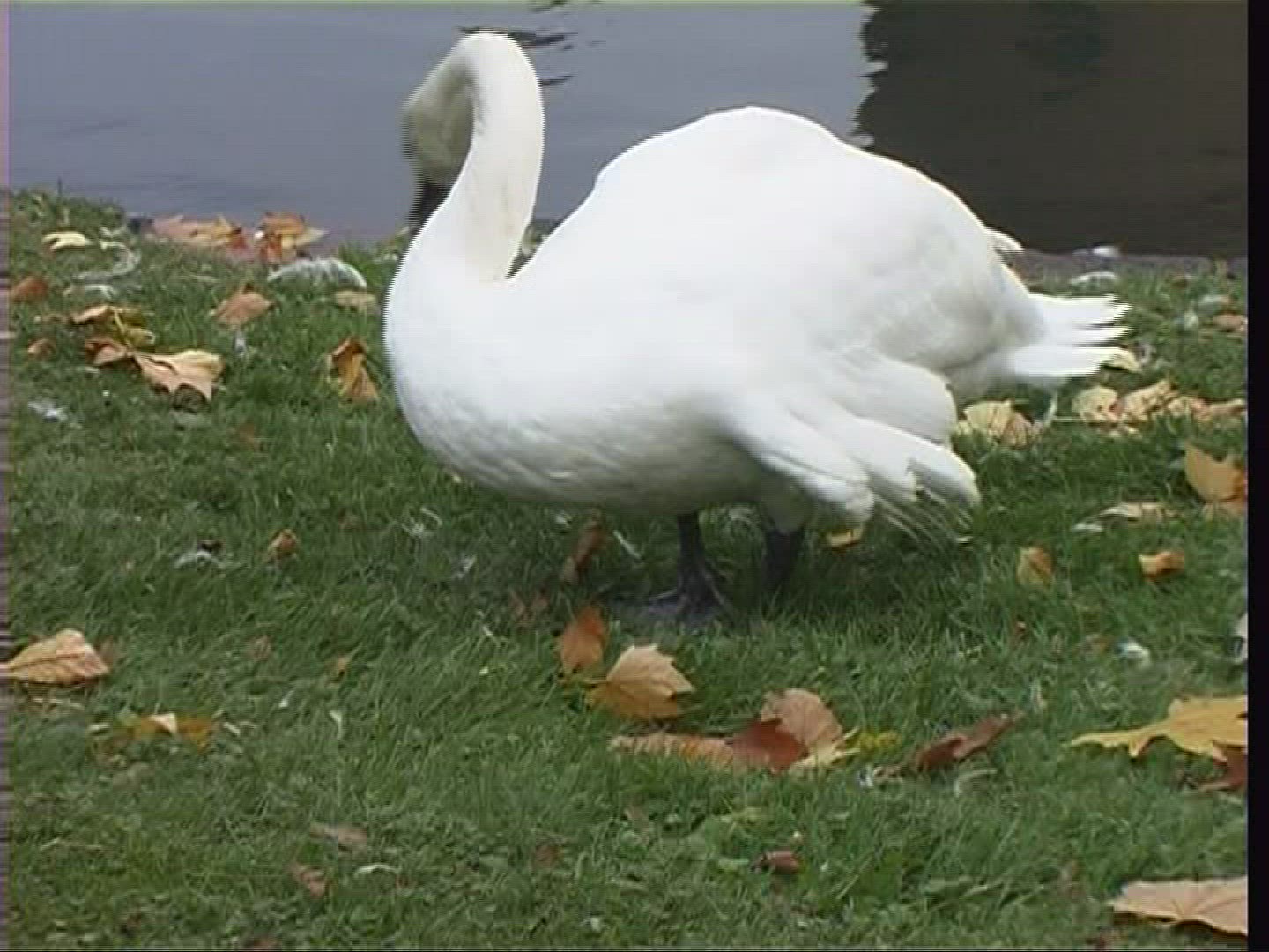281332772 / Mute Swan / Nest-building / Germany