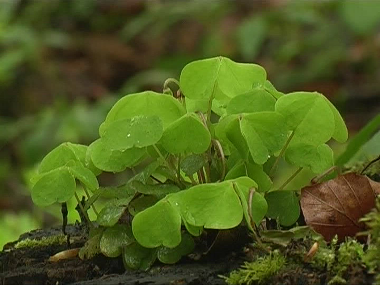 786966861 / Oxalis / Germany