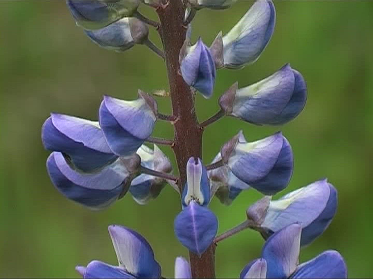396816685 / Lupin / Germany