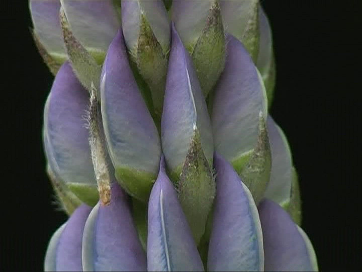 611075031 / Lupin / Germany