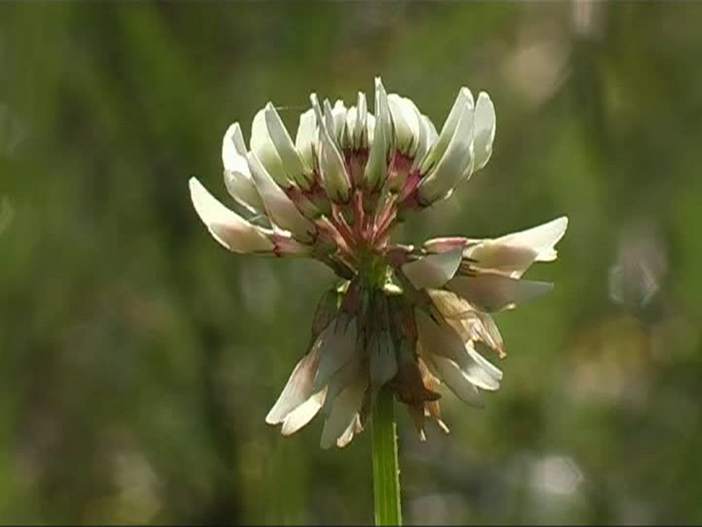 940955099 / White Clover / Blossom / Germany