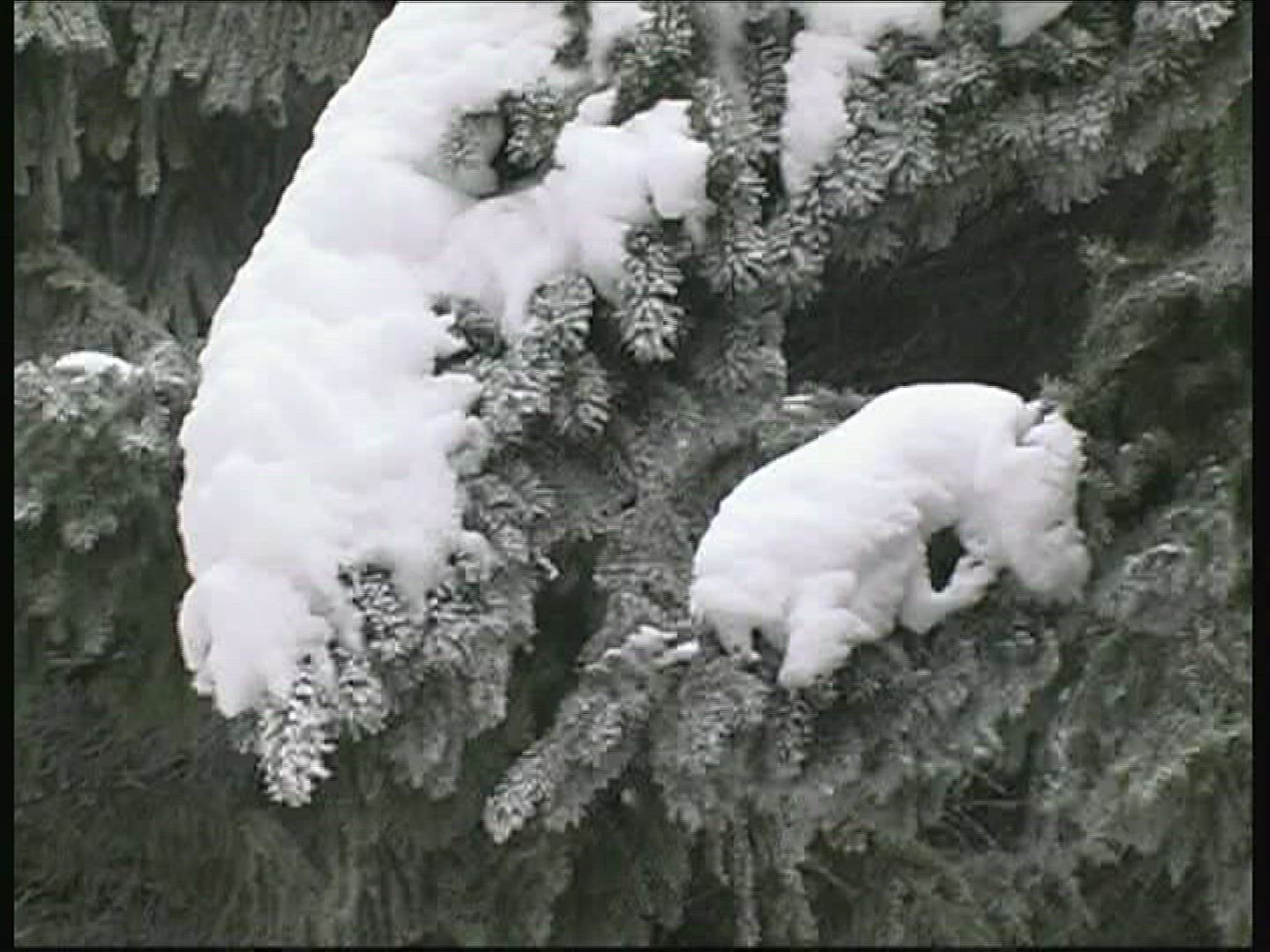 852437856 / Forest / Snow / Germany