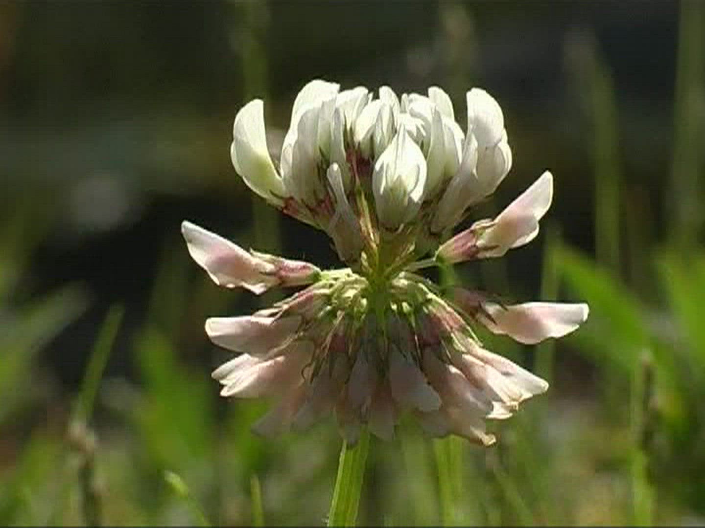 933152447 / White Clover / Blossom / Germany