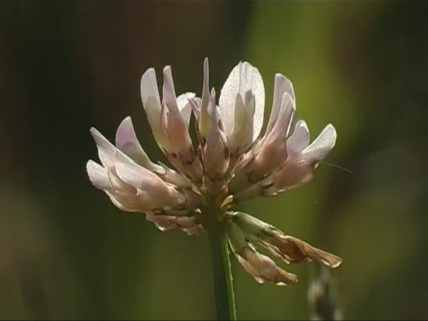 504591098 / White Clover / Blossom / Germany