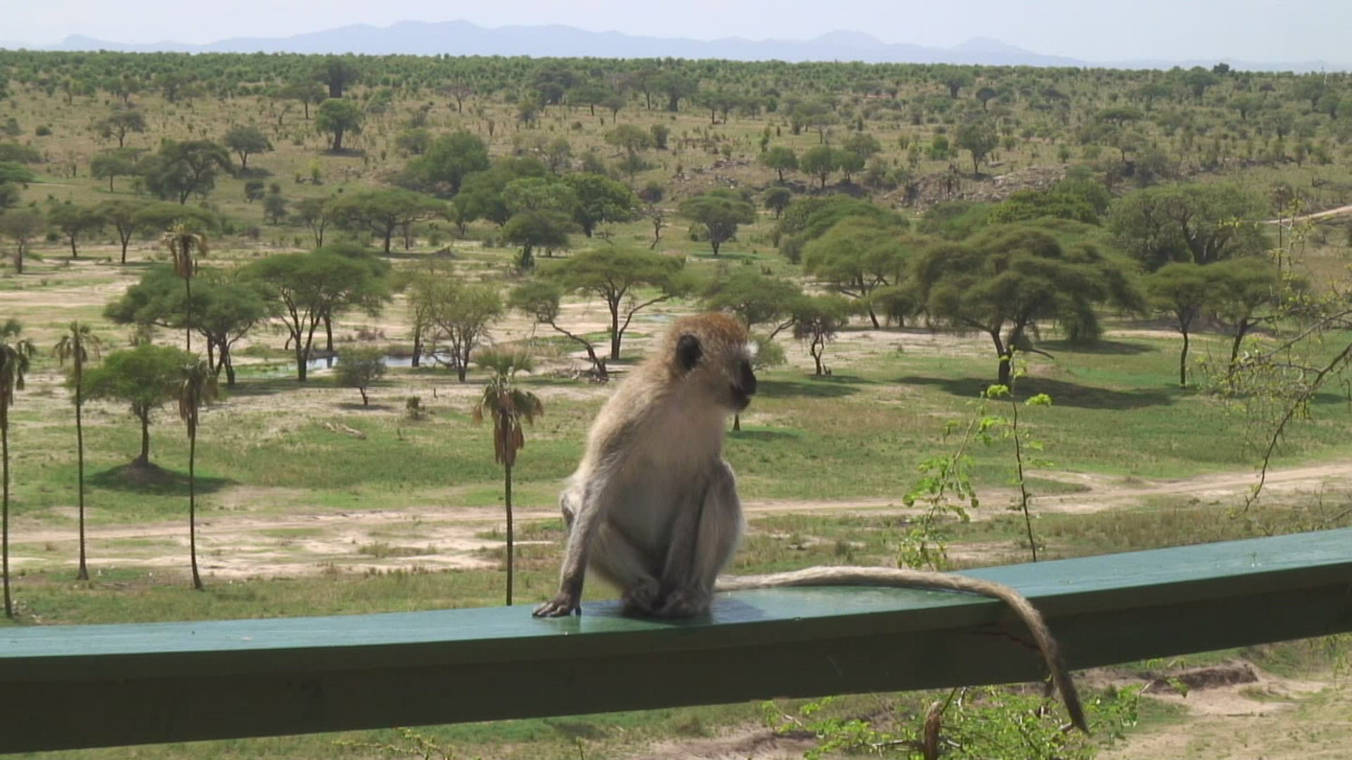 239723010 / Vervet Monkey / Arusha National Park / Tanzania