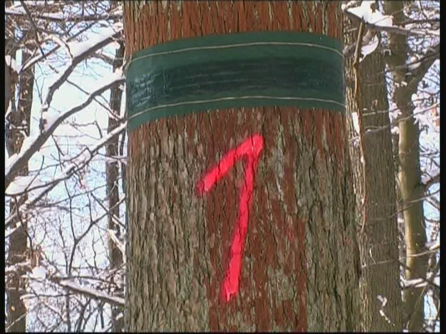 450765524 / Sign / Figure / Forest / Germany