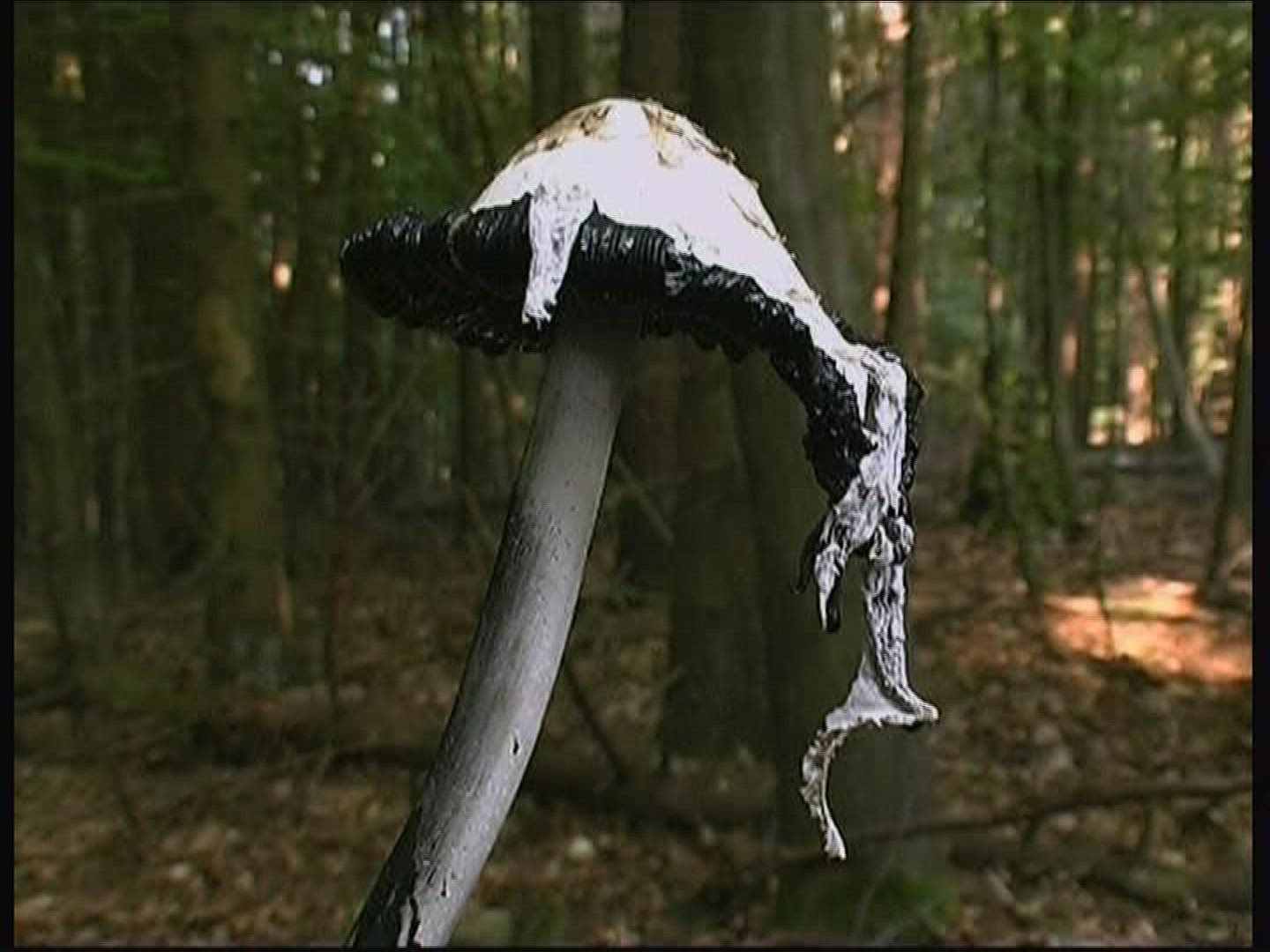 776898412 / Shaggy Mane / Germany