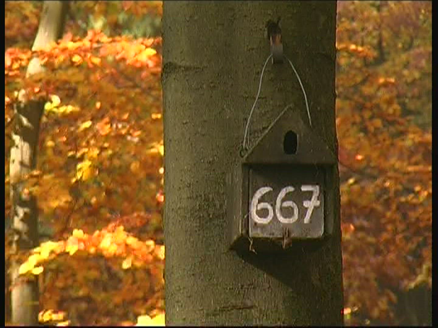 781405030 / Sign / Figure / Forest / Germany