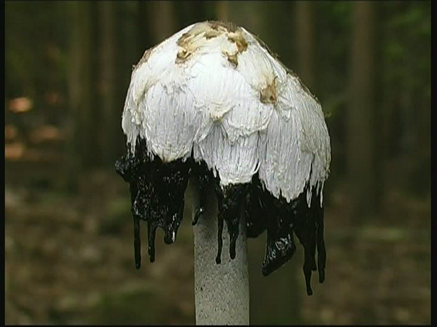 819090507 / Shaggy Mane / Germany