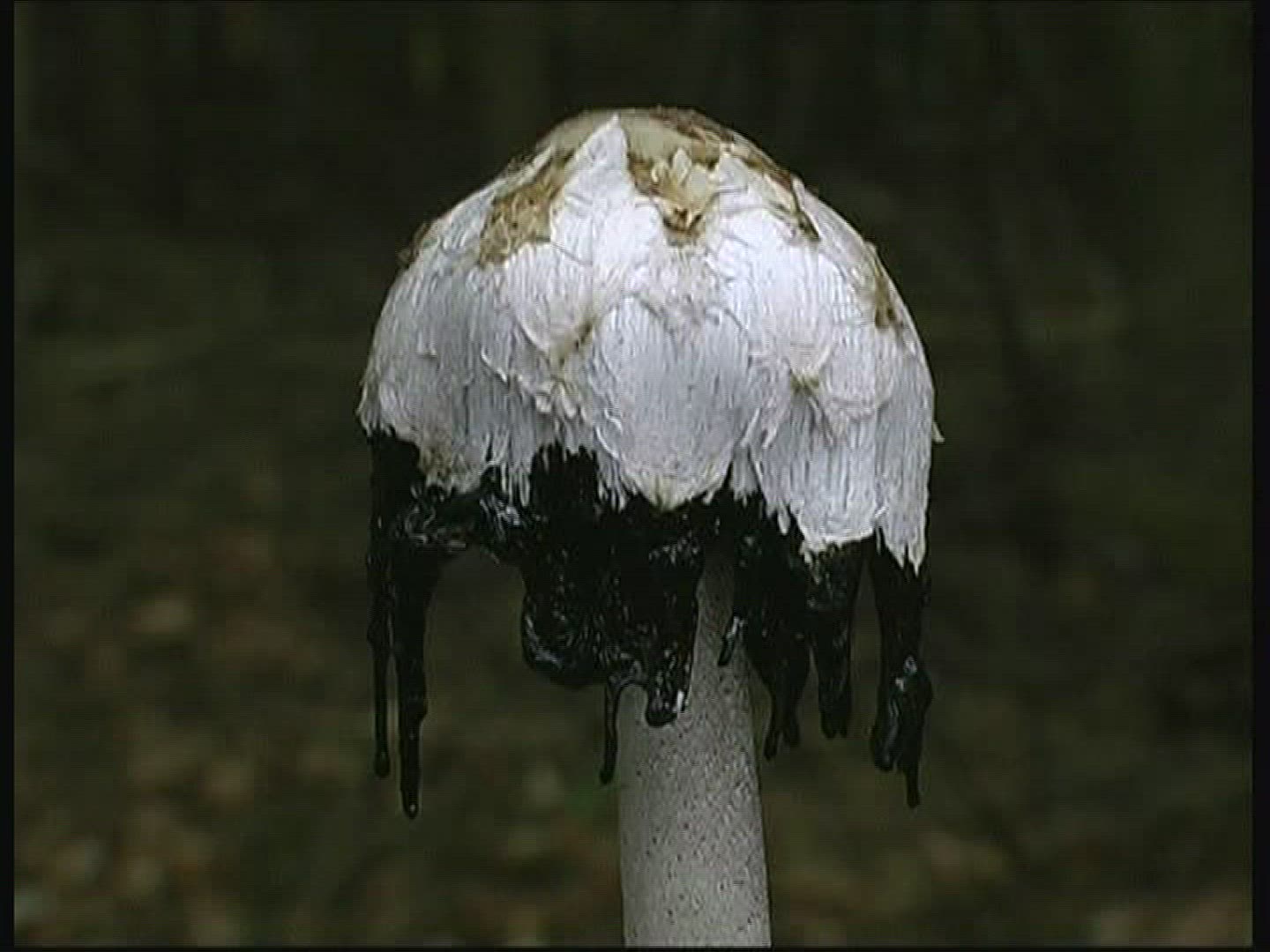639749305 / Shaggy Mane / Germany
