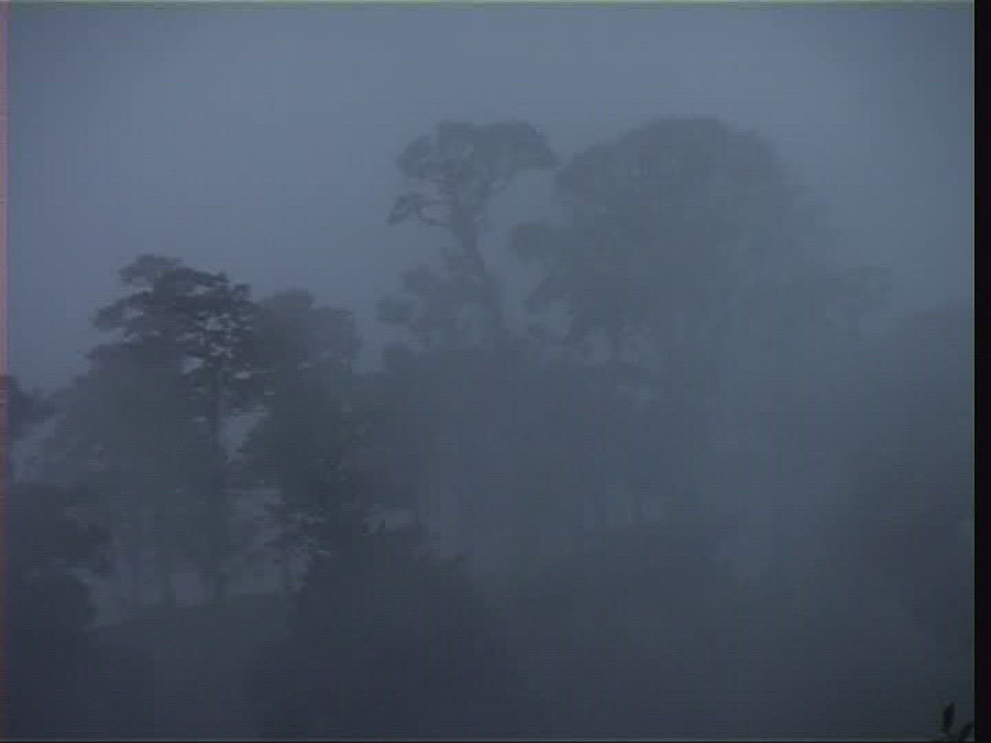 794641606 / Tree / Silhouette / Costa Rica