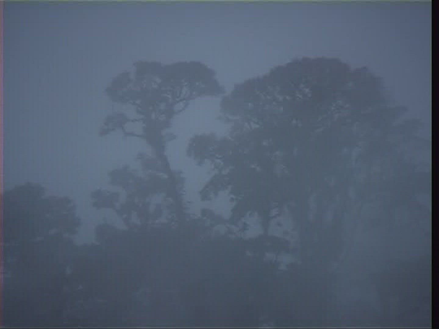 186713828 / Tree / Silhouette / Costa Rica