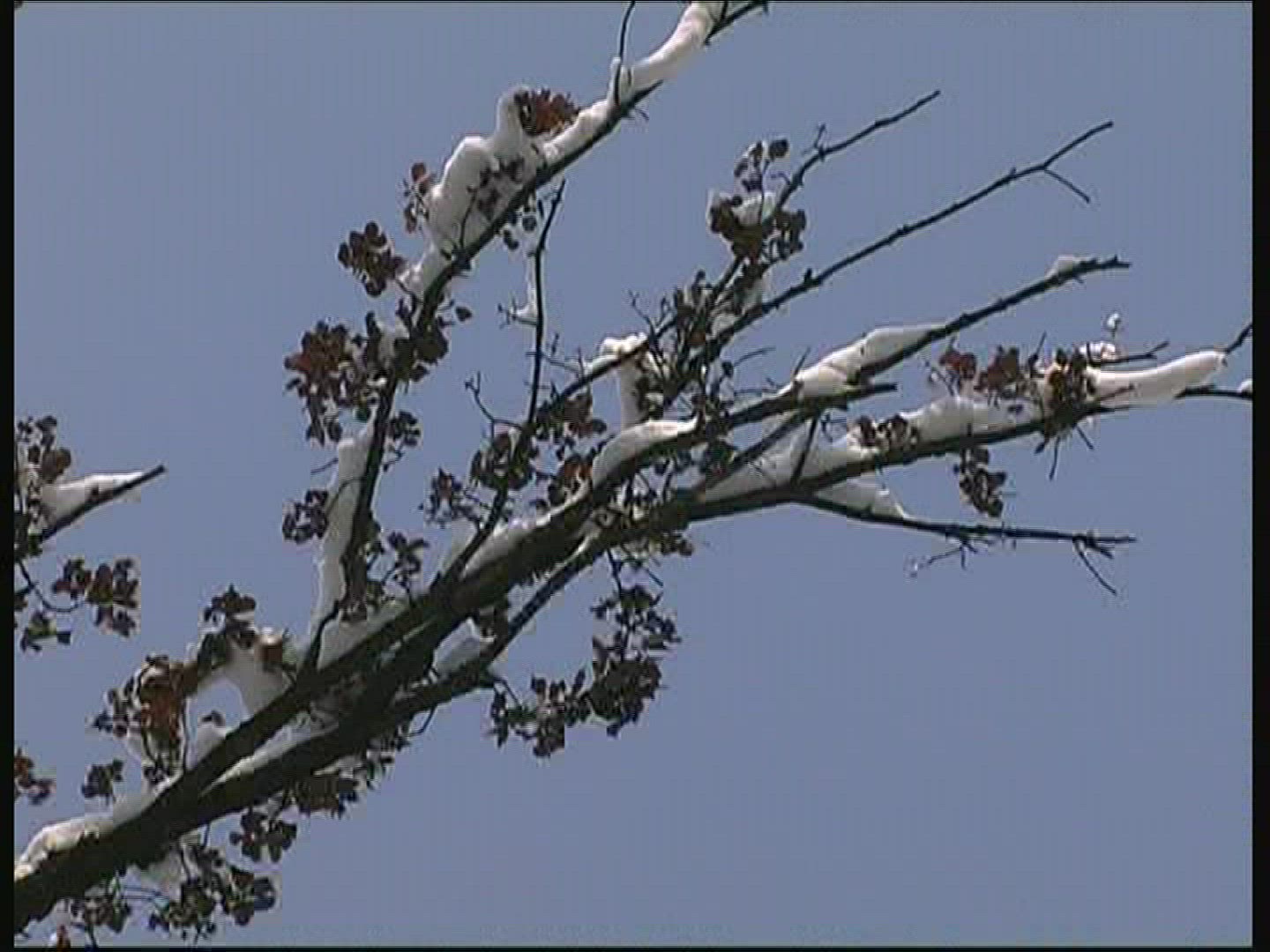 954783396 / Branch / Leaf / Snow / Germany 954783396 / Branch / Leaf / Snow / Germany