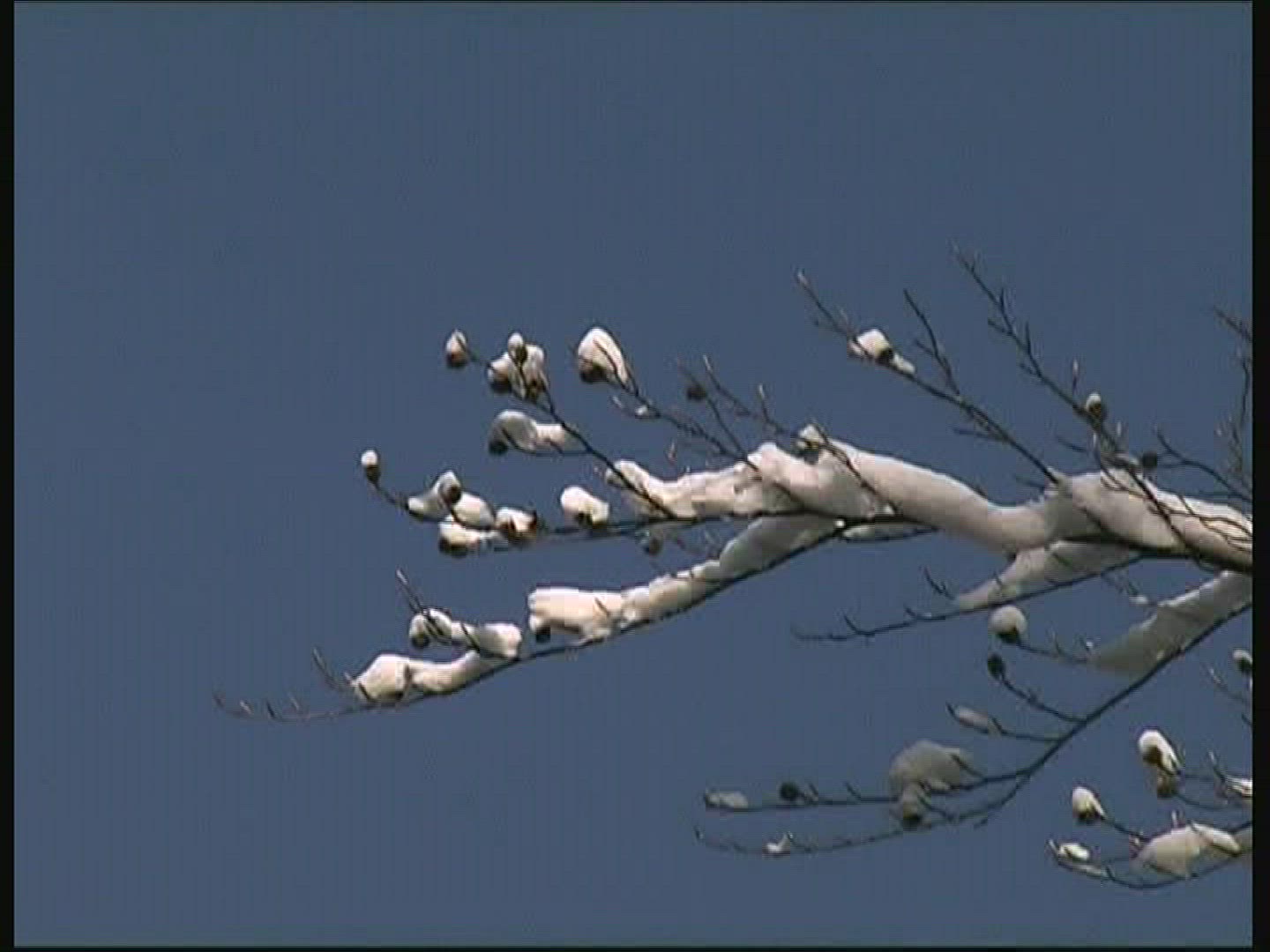 680099931 / Branch / Leaf / Snow / Germany 680099931 / Branch / Leaf / Snow / Germany