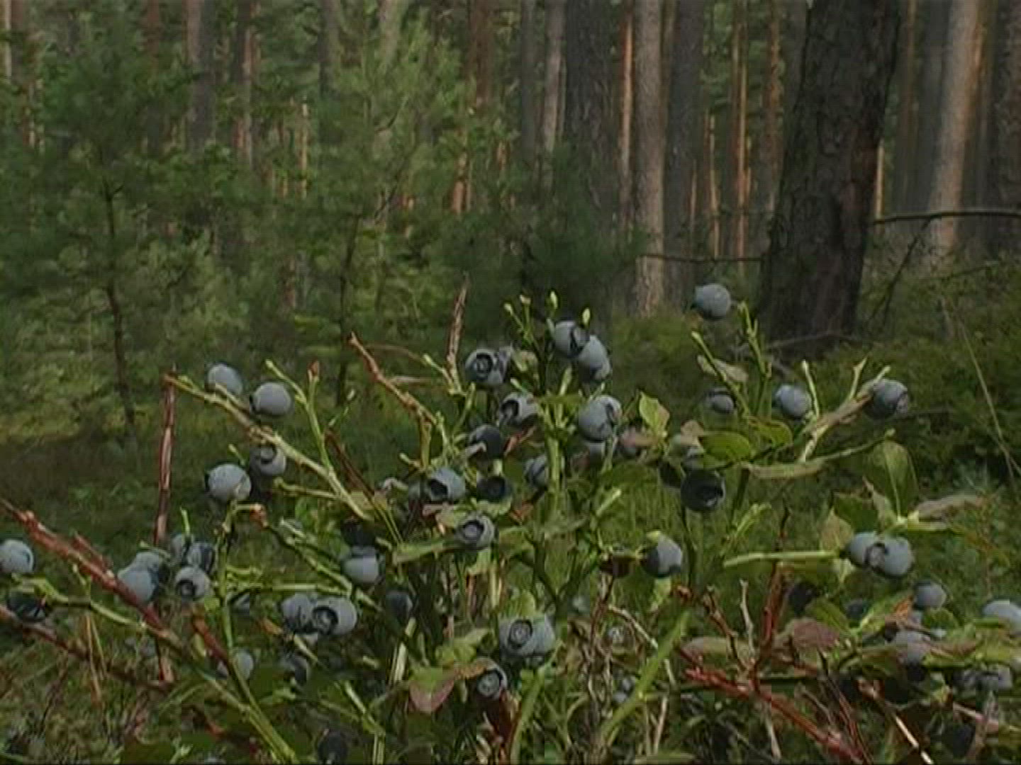 976996843 / Blue Berry / Branch / Germany