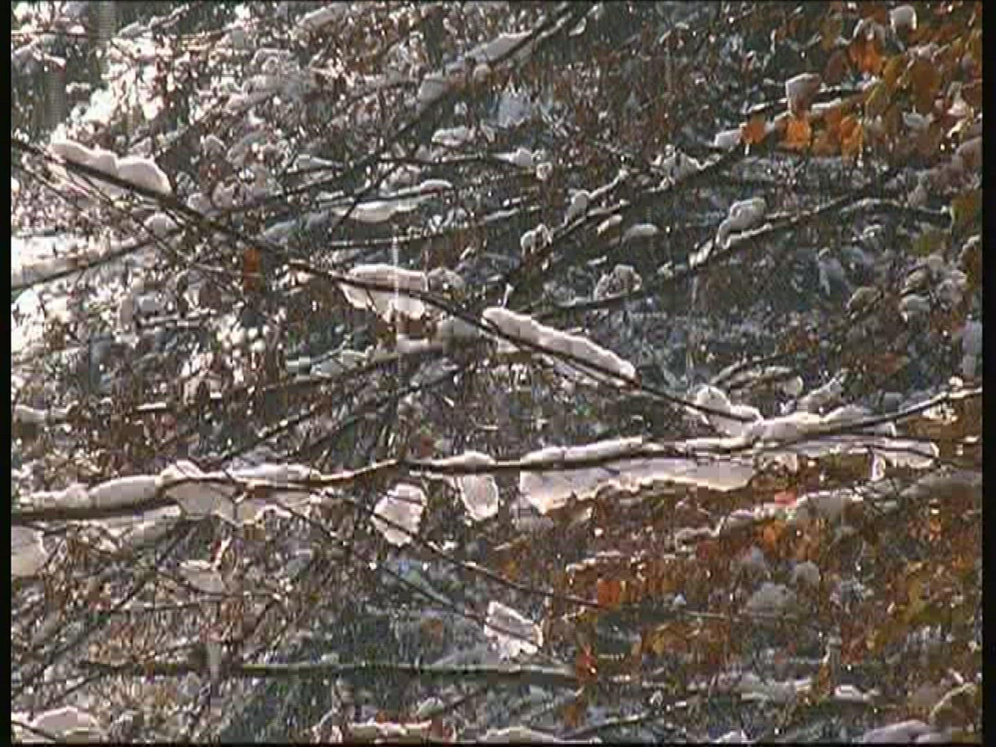 312815363 / Branch / Leaf / Snow / Germany 312815363 / Branch / Leaf / Snow / Germany