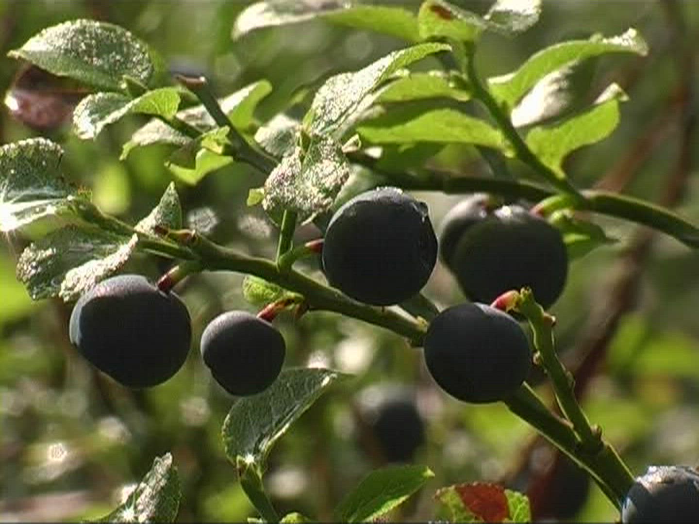 979175356 / Blue Berry / Branch / Germany