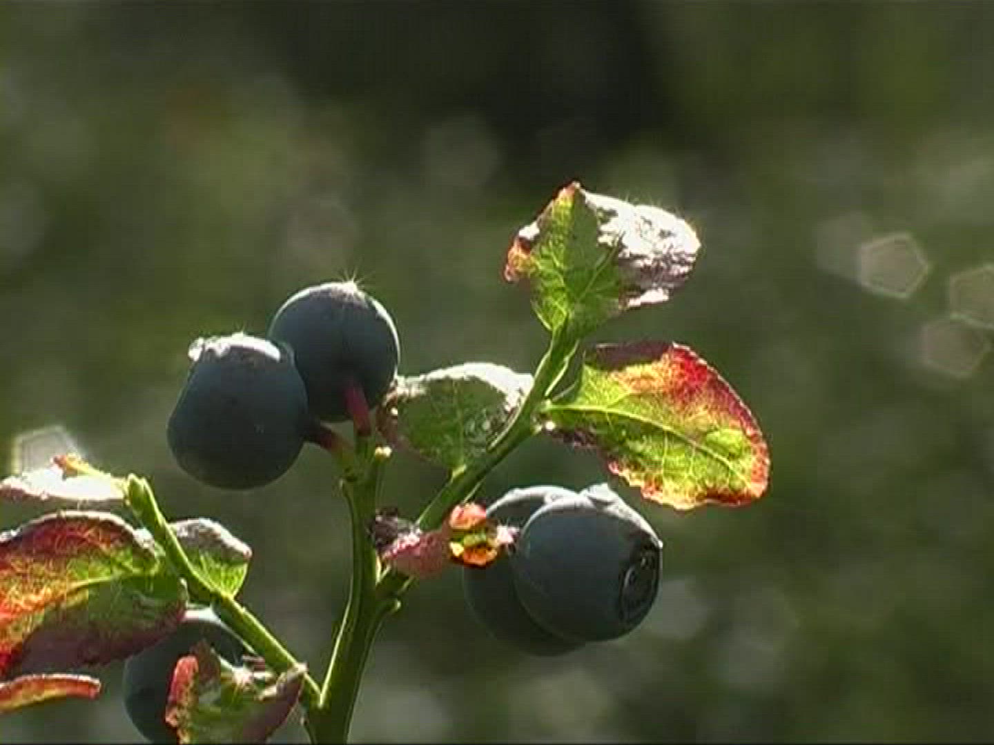170022515 / Blue Berry / Branch / Germany