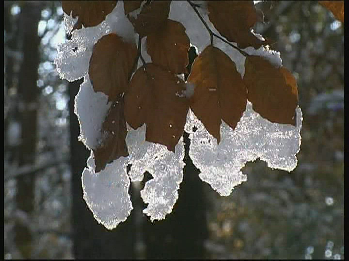 330735792 / Branch / Leaf / Snow / Germany 330735792 / Branch / Leaf / Snow / Germany