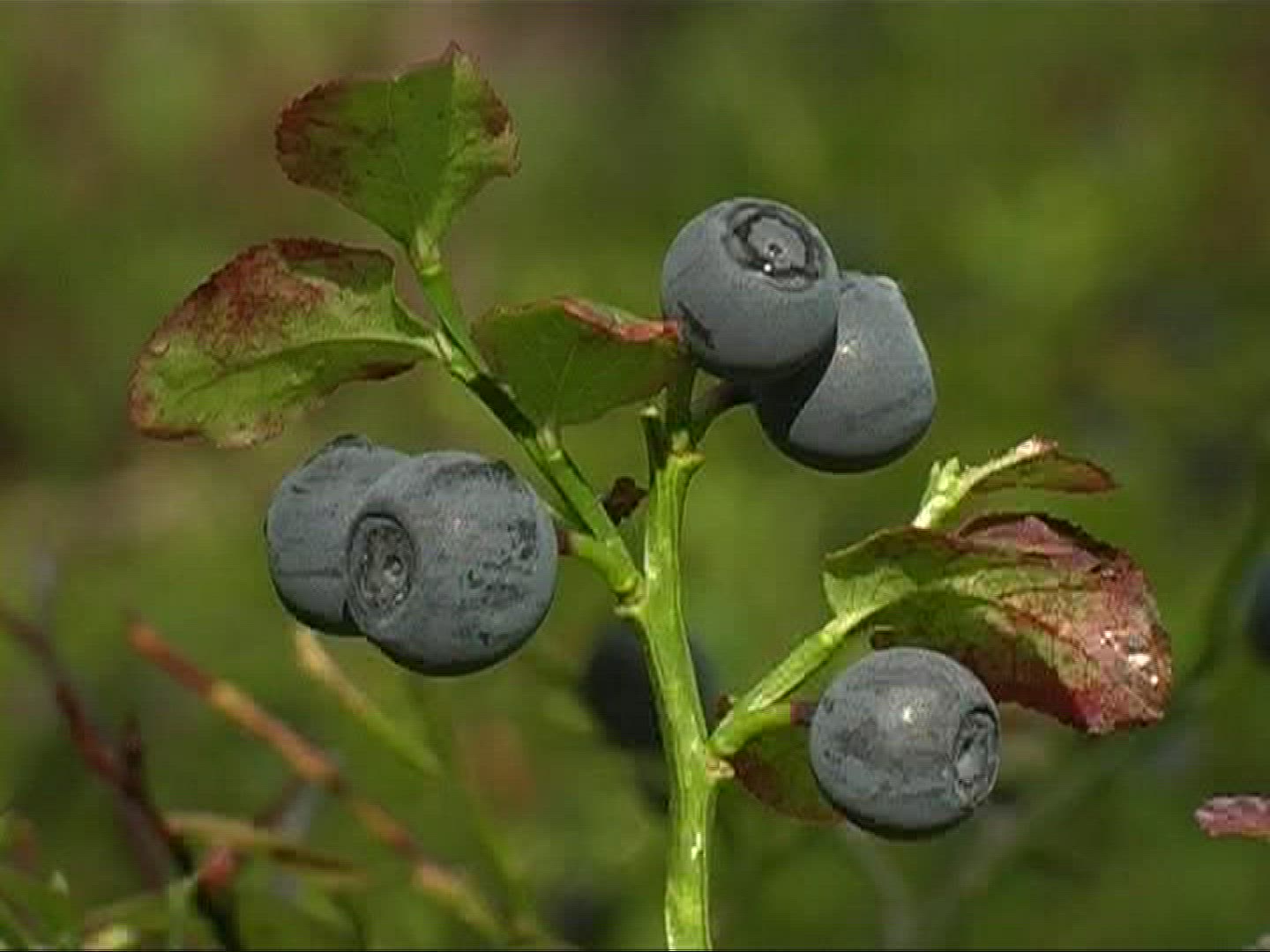 333335942 / Blue Berry / Branch / Germany
