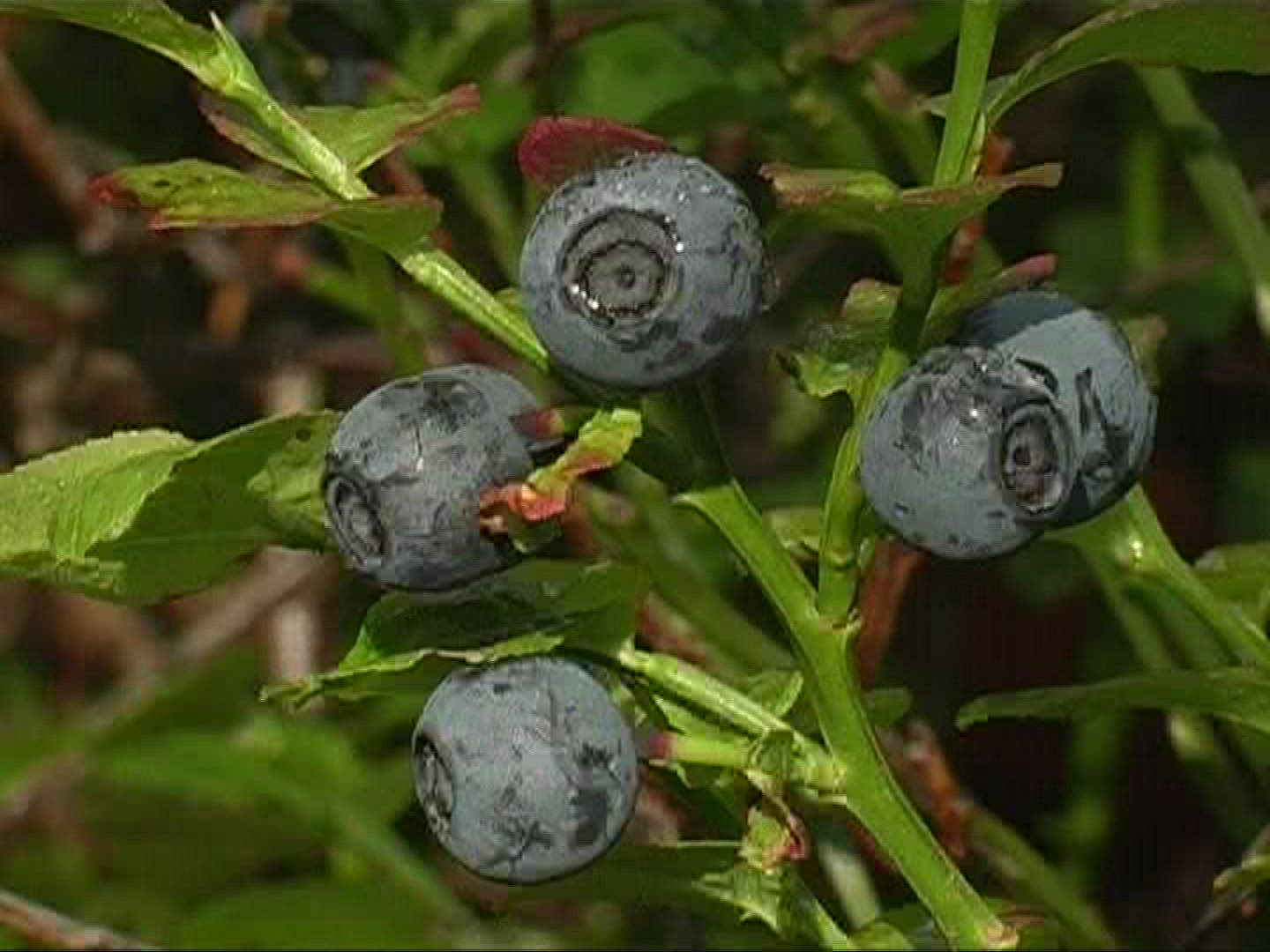 208471695 / Blue Berry / Branch / Germany
