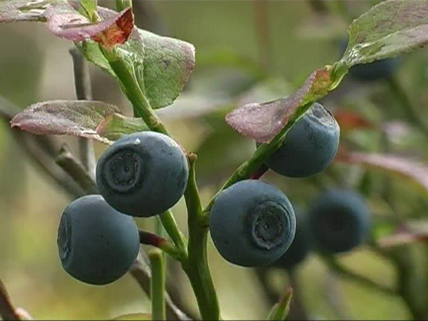633092345 / Blue Berry / Branch / Germany