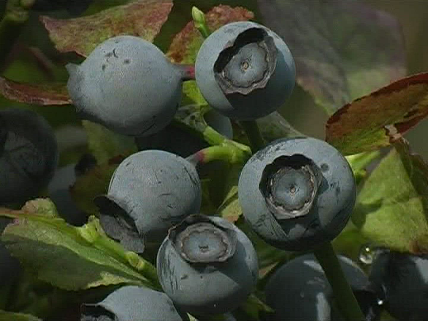 913067516 / Blue Berry / Branch / Germany