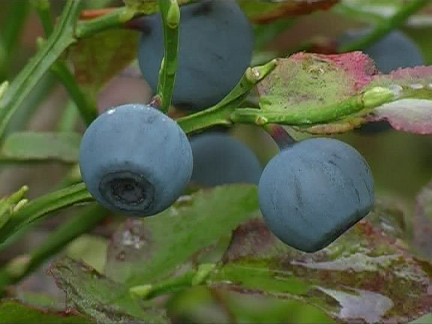 488295088 / Blue Berry / Branch / Germany