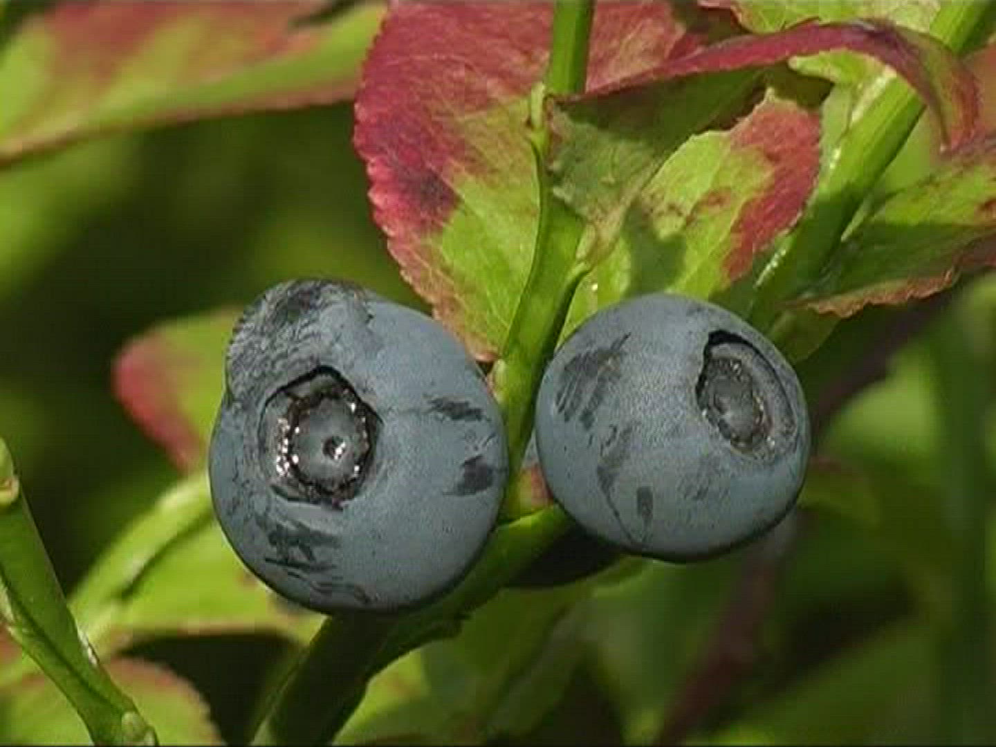 683937665 / Blue Berry / Branch / Germany