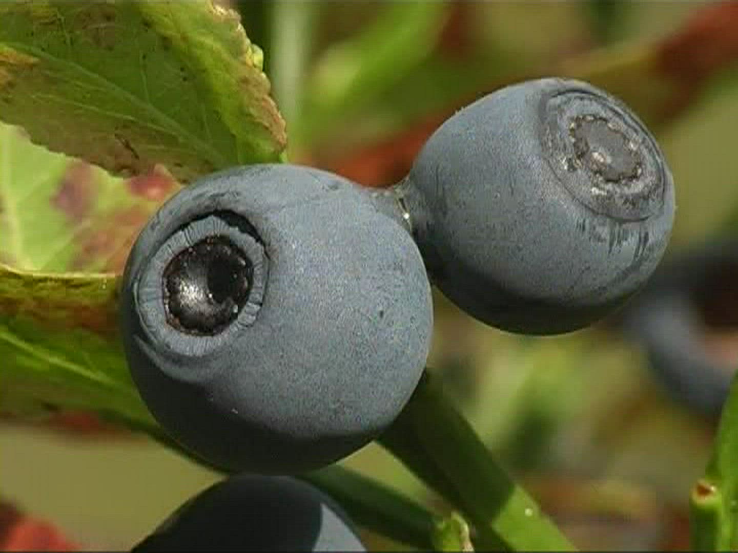 995309949 / Blue Berry / Branch / Germany