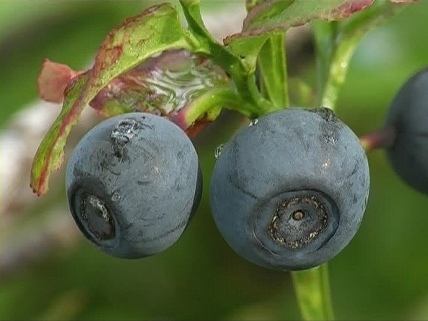 630226200 / Blue Berry / Branch / Germany