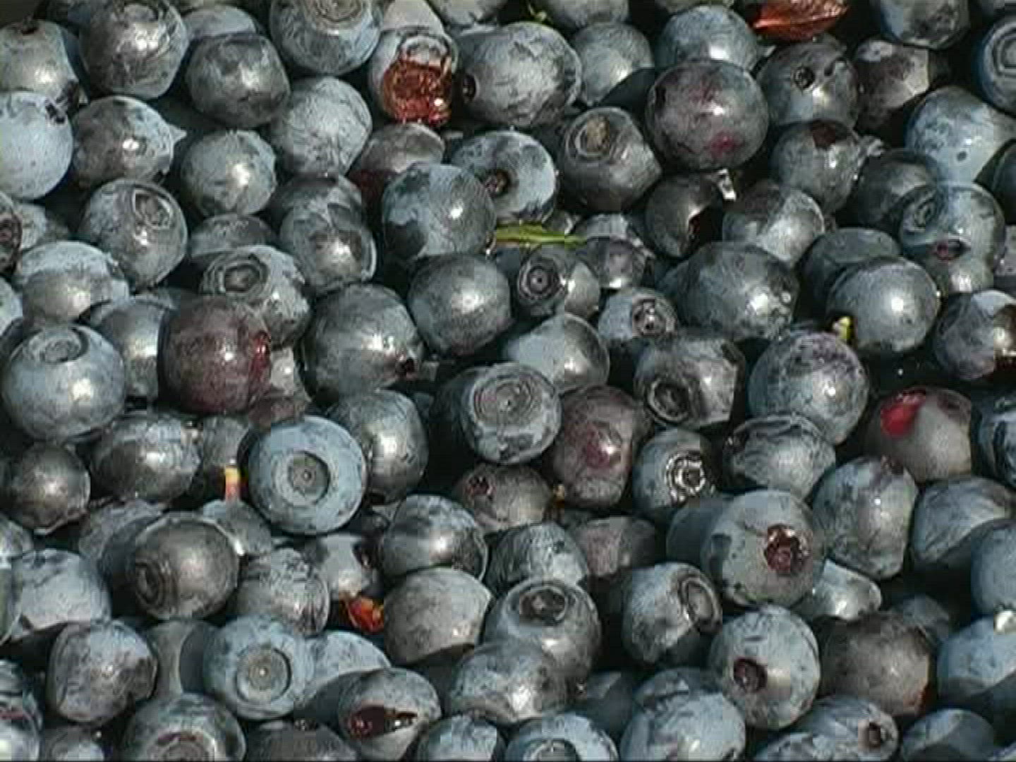 182910185 / Blue Berry / Germany