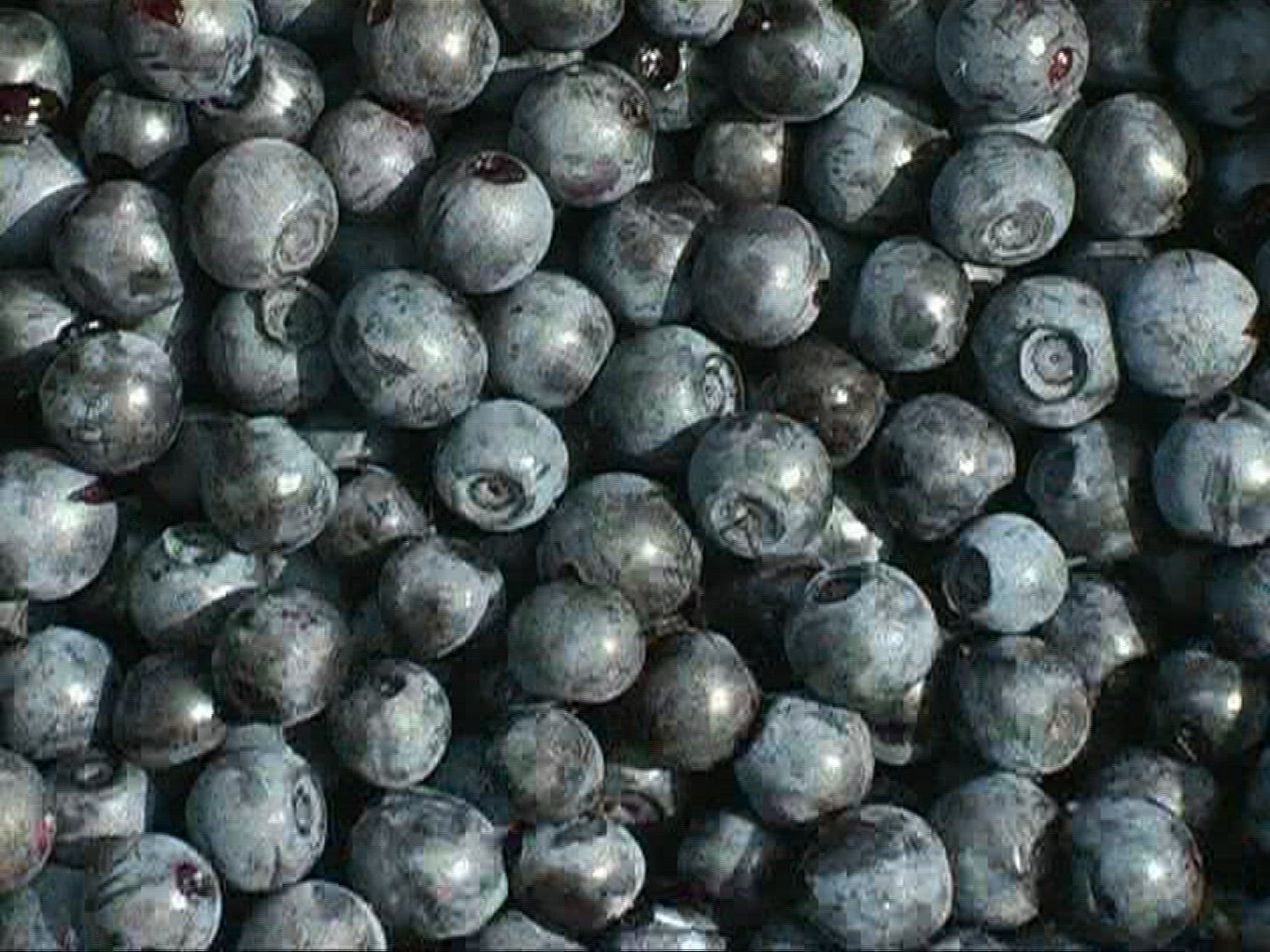 601435888 / Blue Berry / Germany