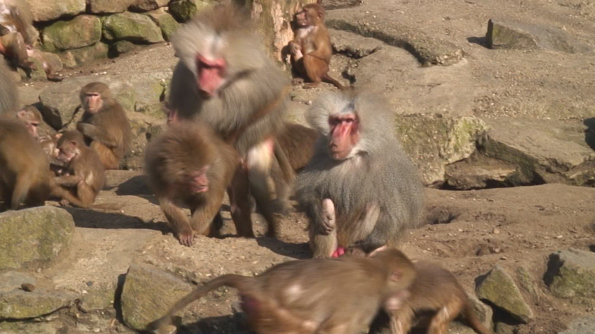 967567267 / Hamadryas Baboon / Zoo Emmen / Netherlands